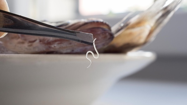 Congelación anisakis pescado